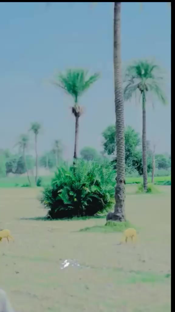 @👀✨ Ayub 👀✨⚡