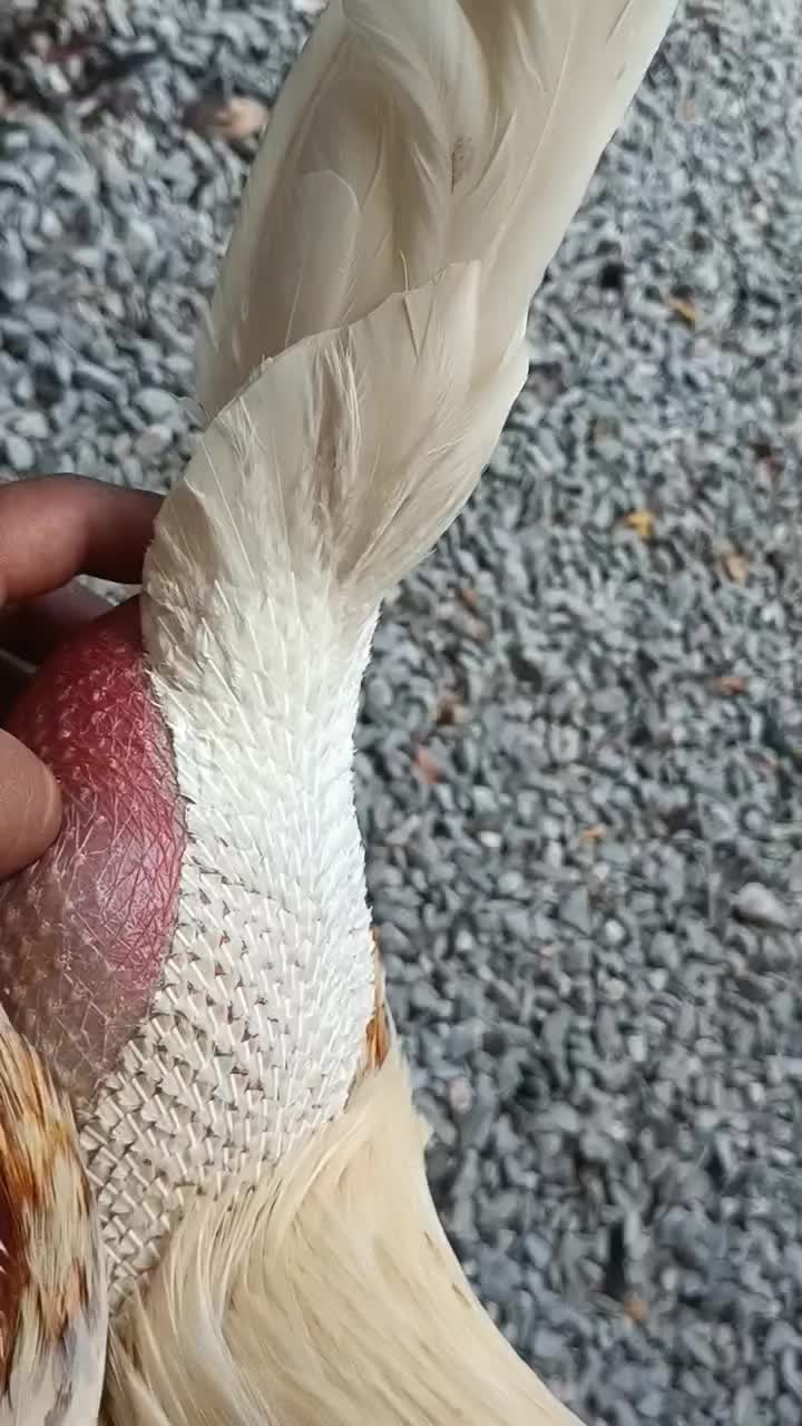@galloslosrodriguez69
