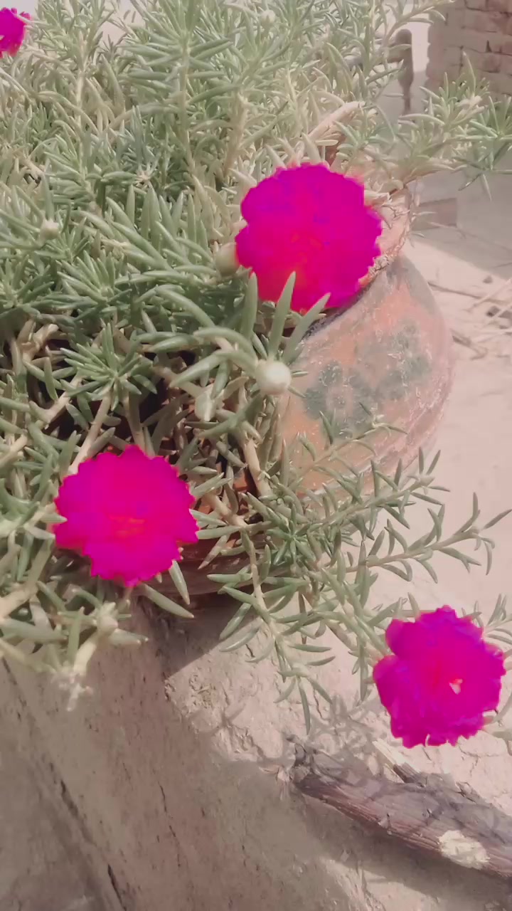 @جٹاں-دی-کڑی😎