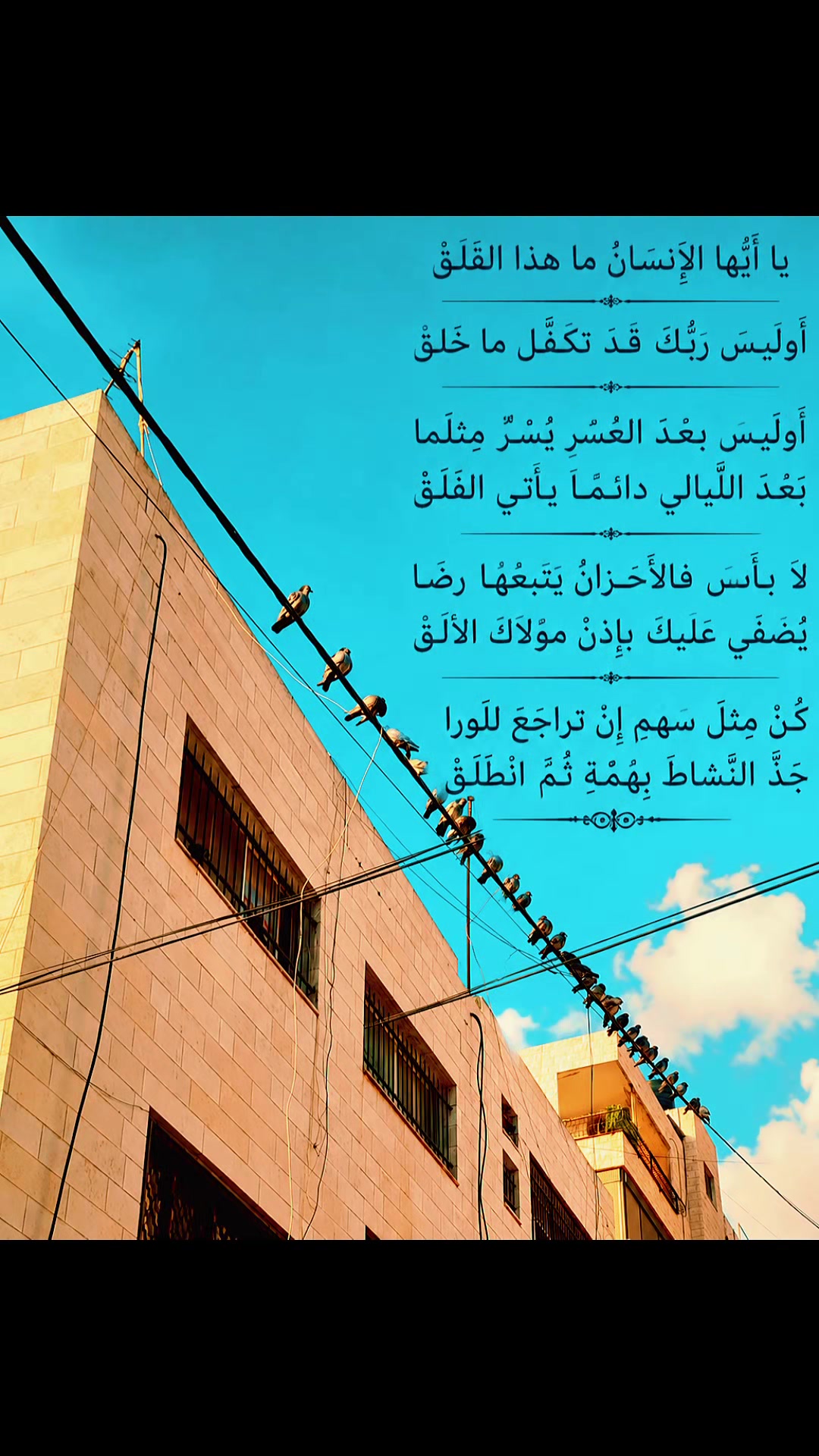 @Pigeons Tv