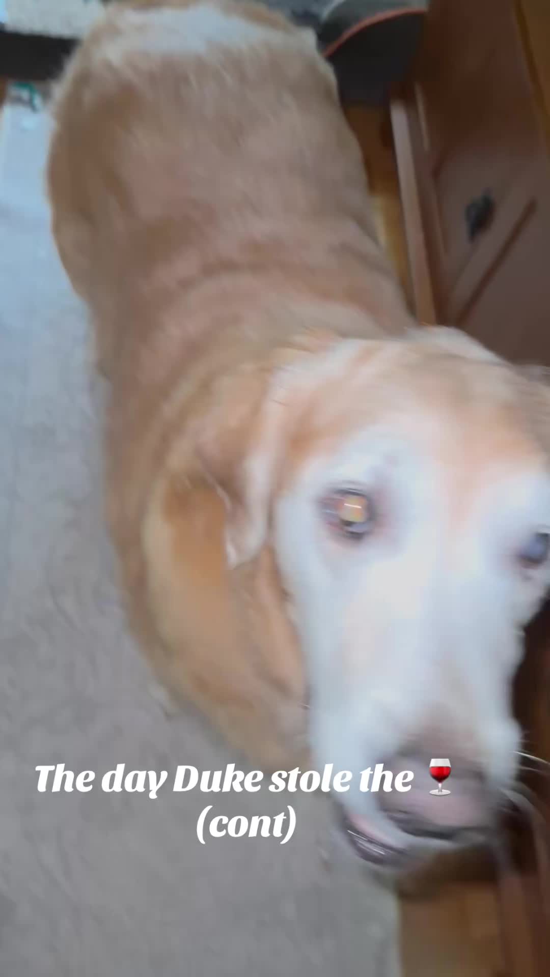 @lifewithduke2025