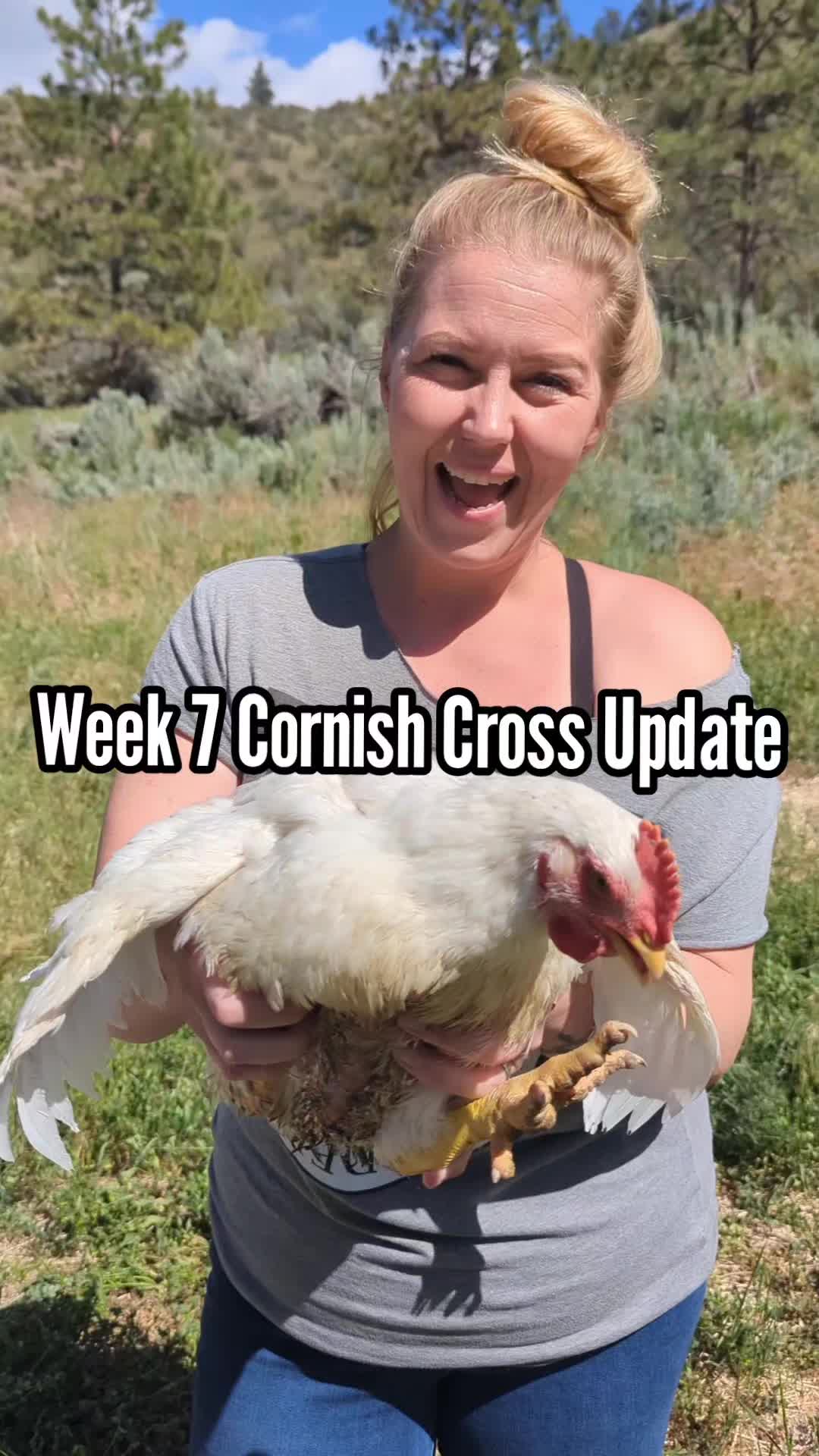 @MountainSpringHomestead