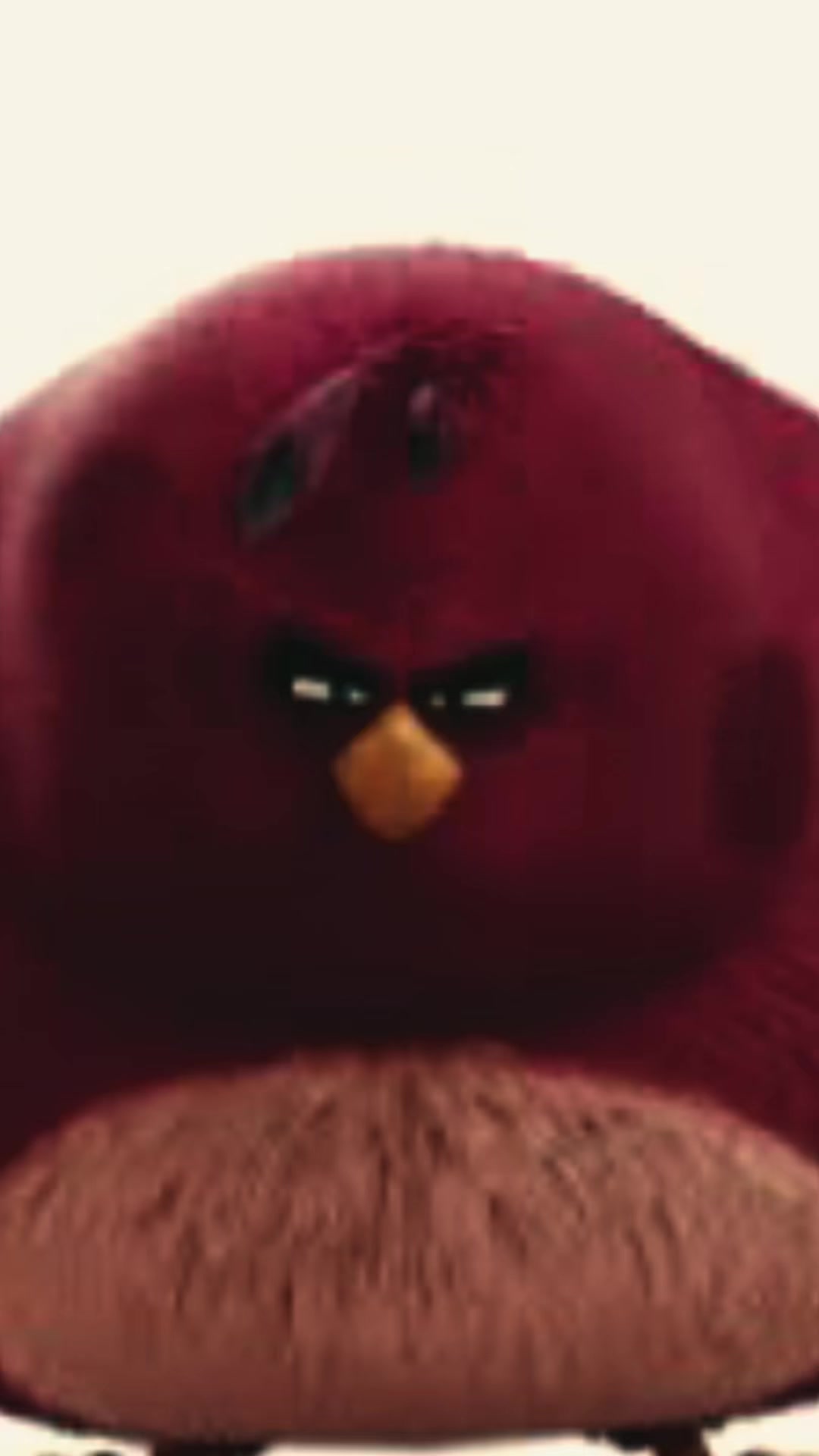 @terence.angry.bird