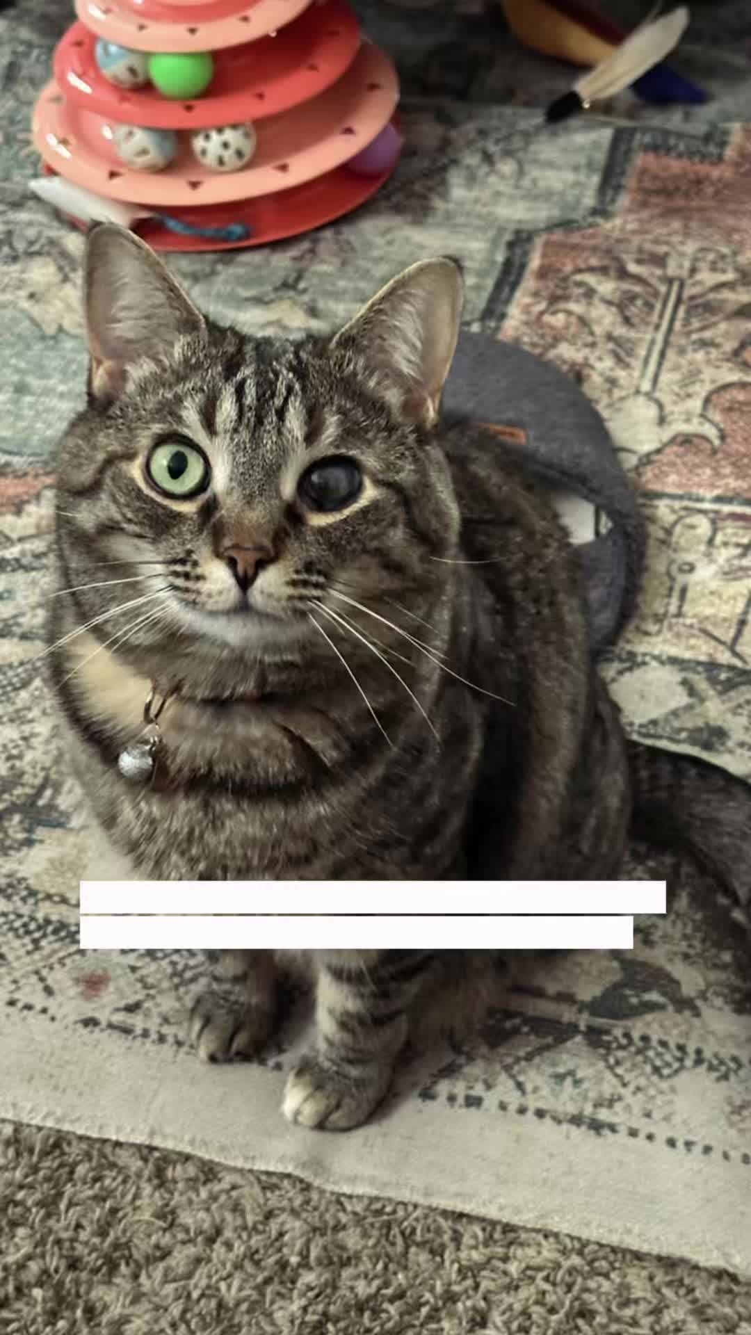 @Erin ❌G7 🐈⬛