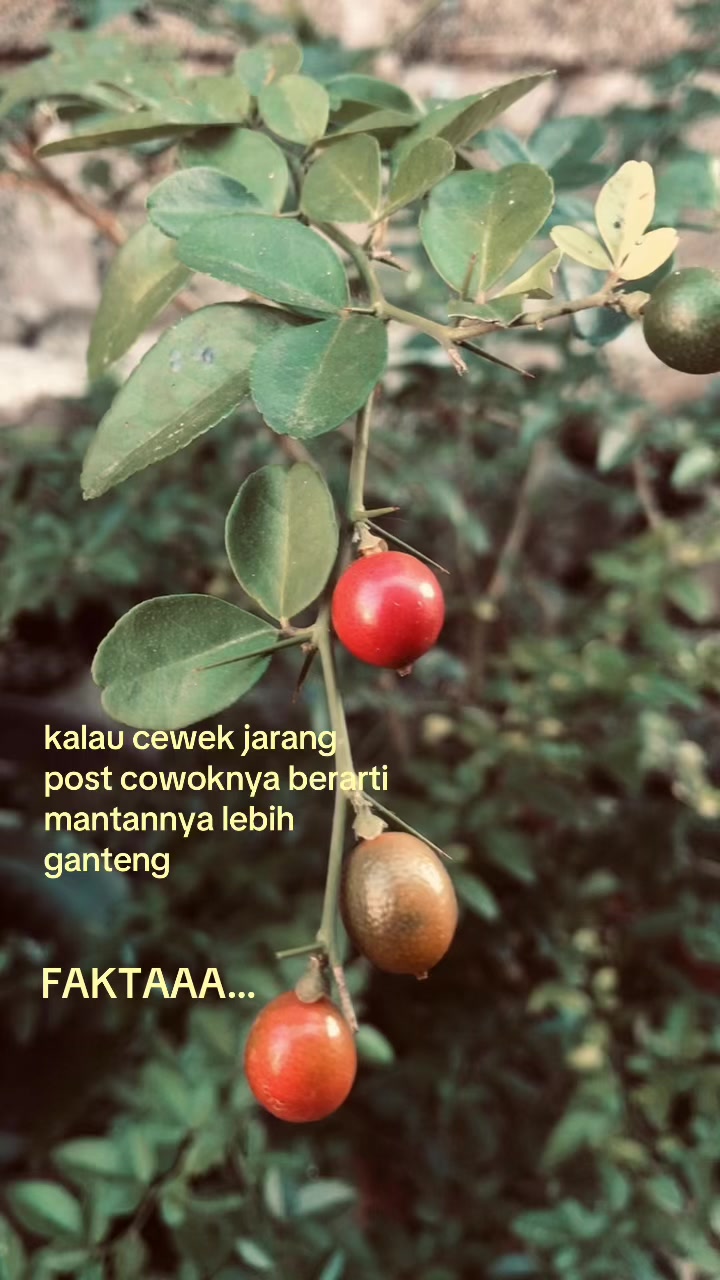 @fikarr