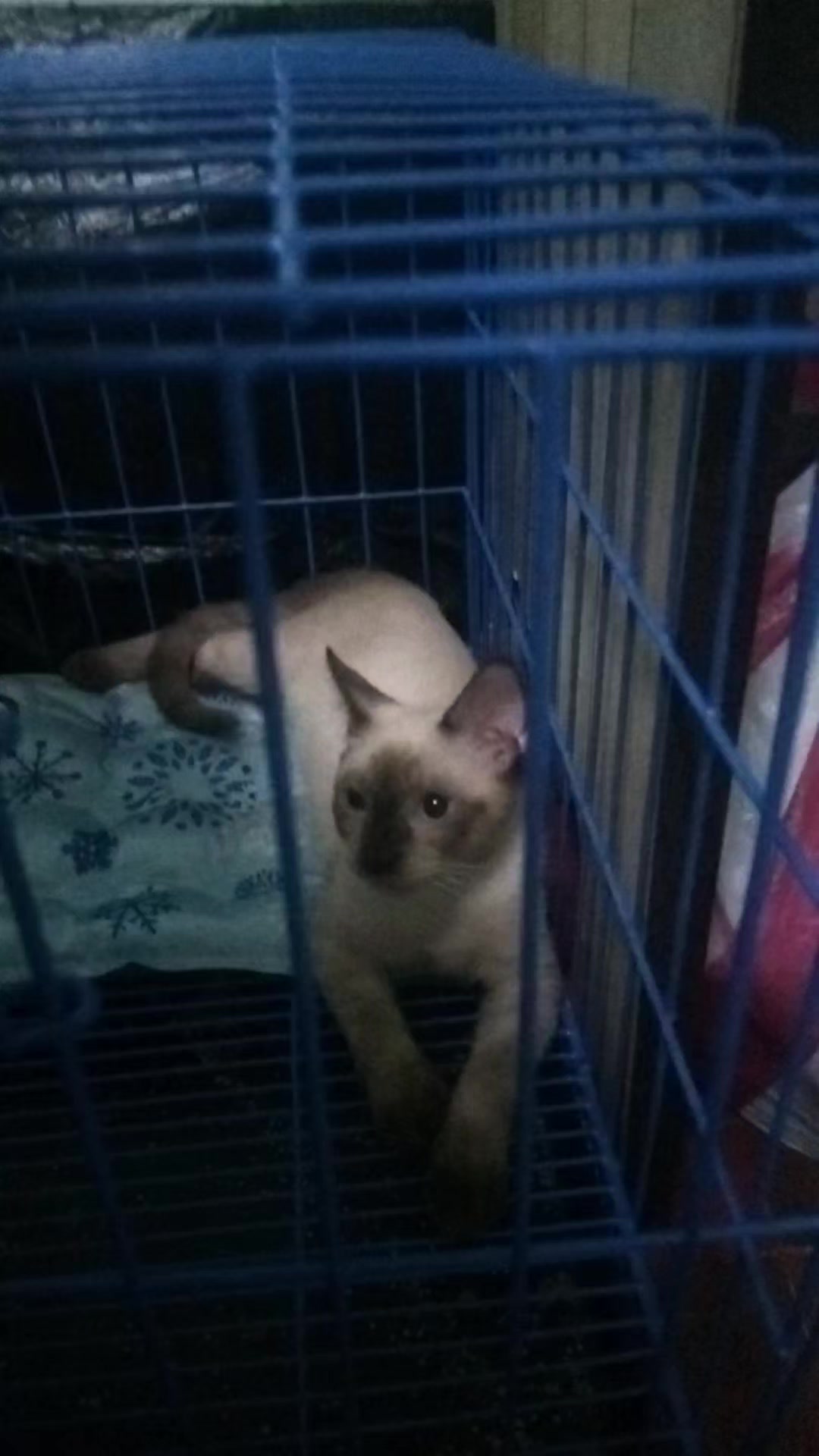 @Napiiii & Sky 🐱⚖️