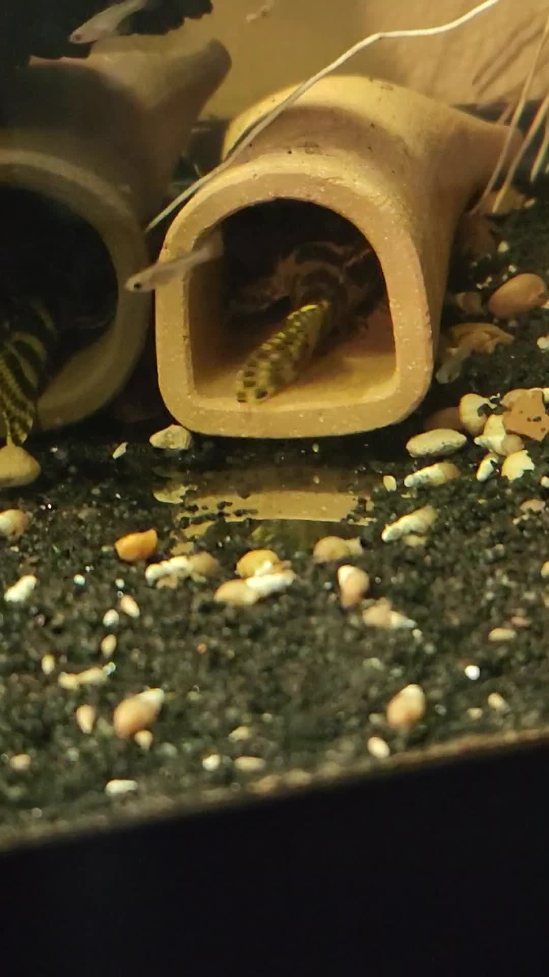 @voyeurs of aquatics