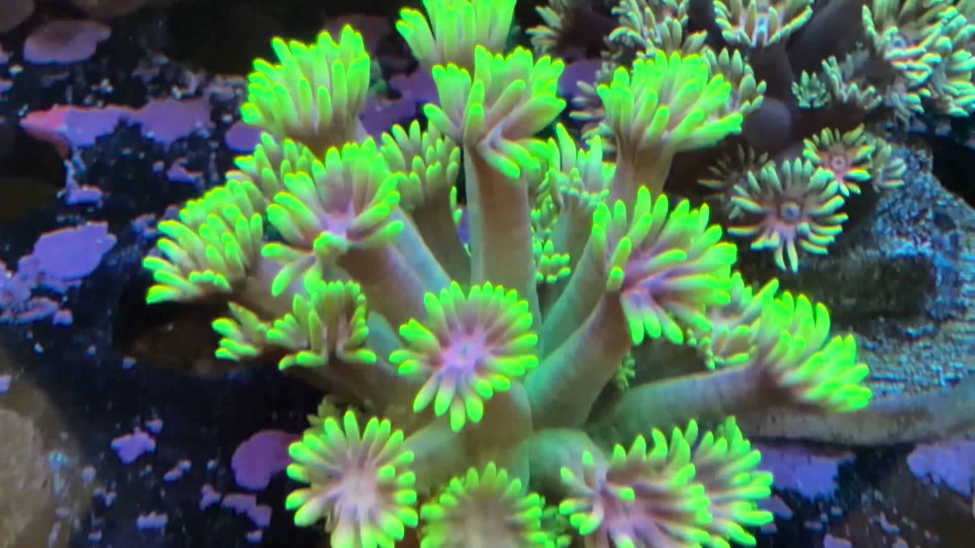 @Inner_Circle_Reefing