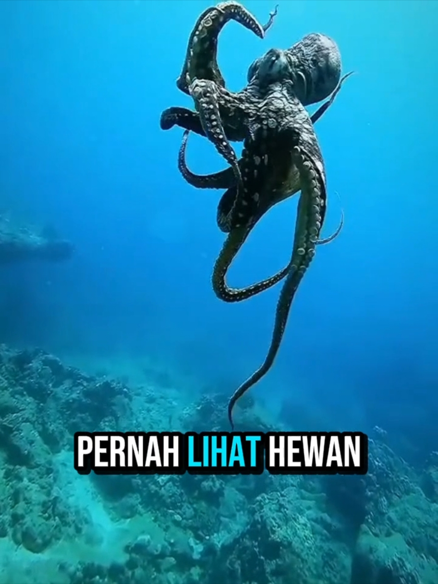 @short.id
