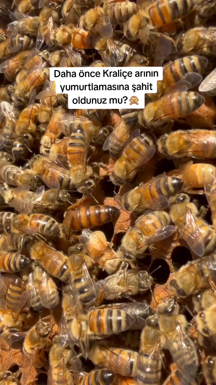 @Doğan Arıcılık 🐝