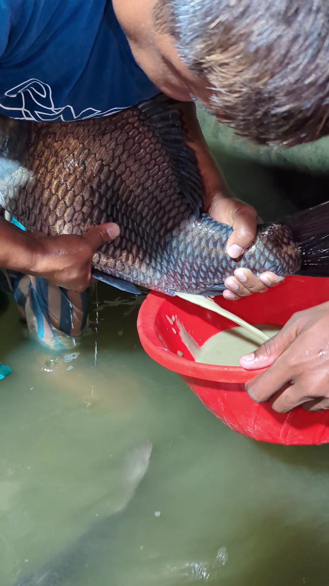 @Fish Lovers Bangladesh