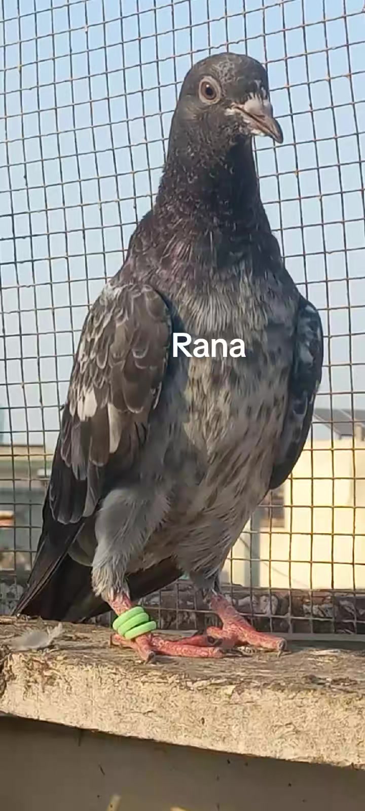 @Ranakasuripigeon