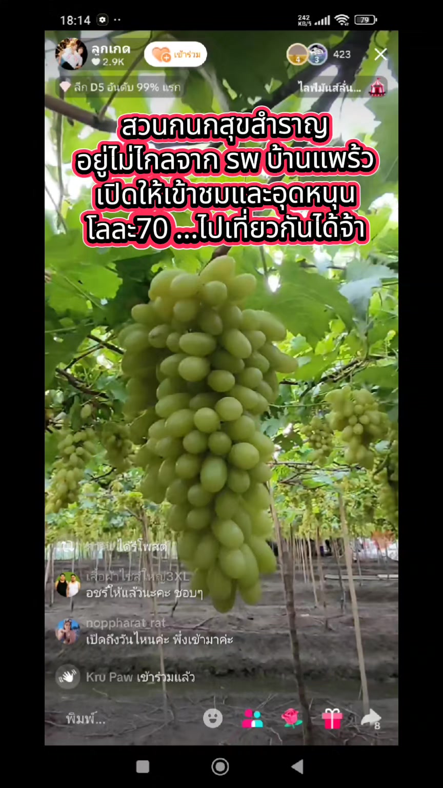 @แก๊งตู้ซิ่งของเนตรชนก