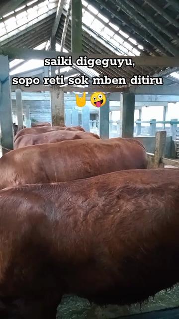 @mediykfarm