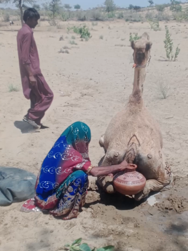 @Camel Lovers