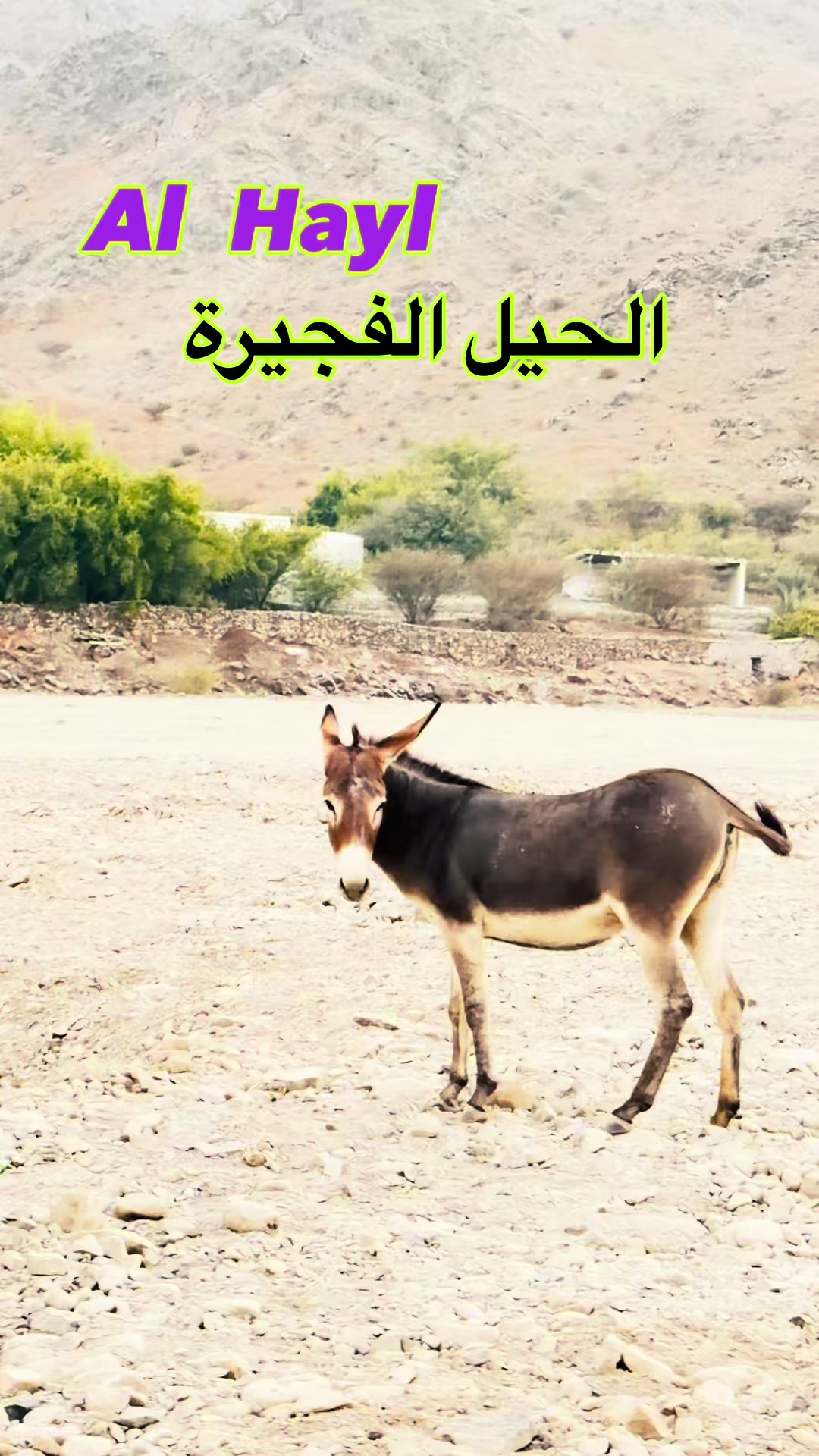 @Fujairah Lovers