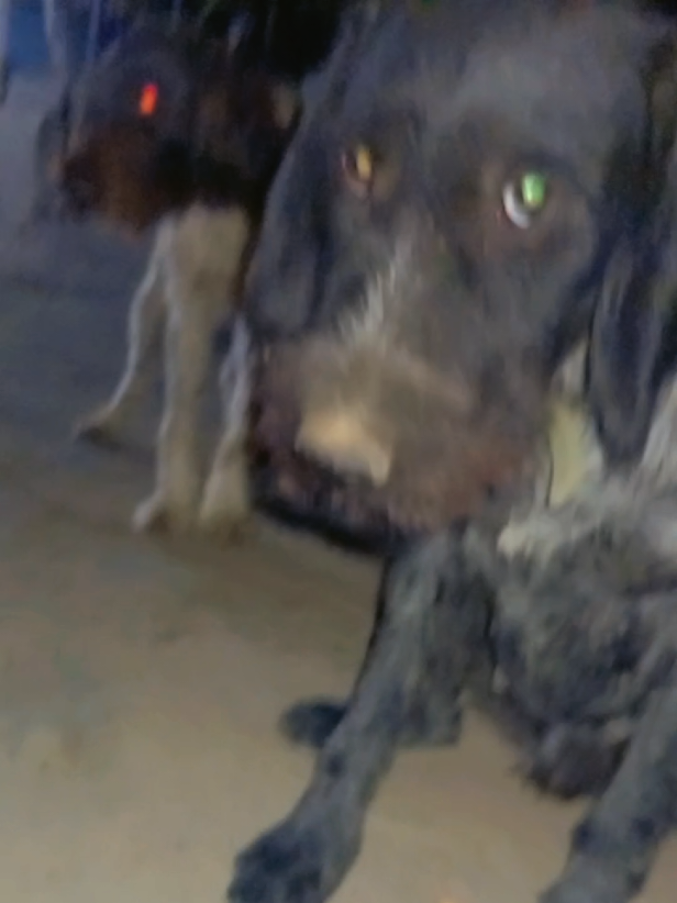@Թութակներ🦜🐕🦺🐇