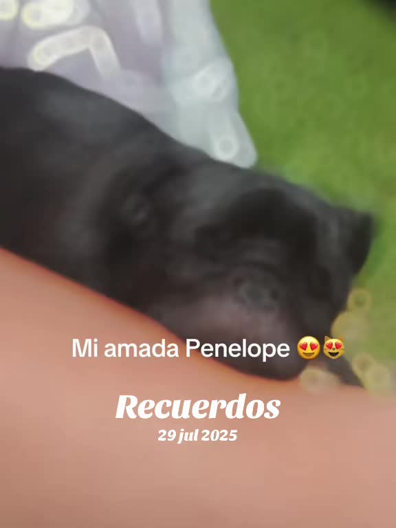@mayerling