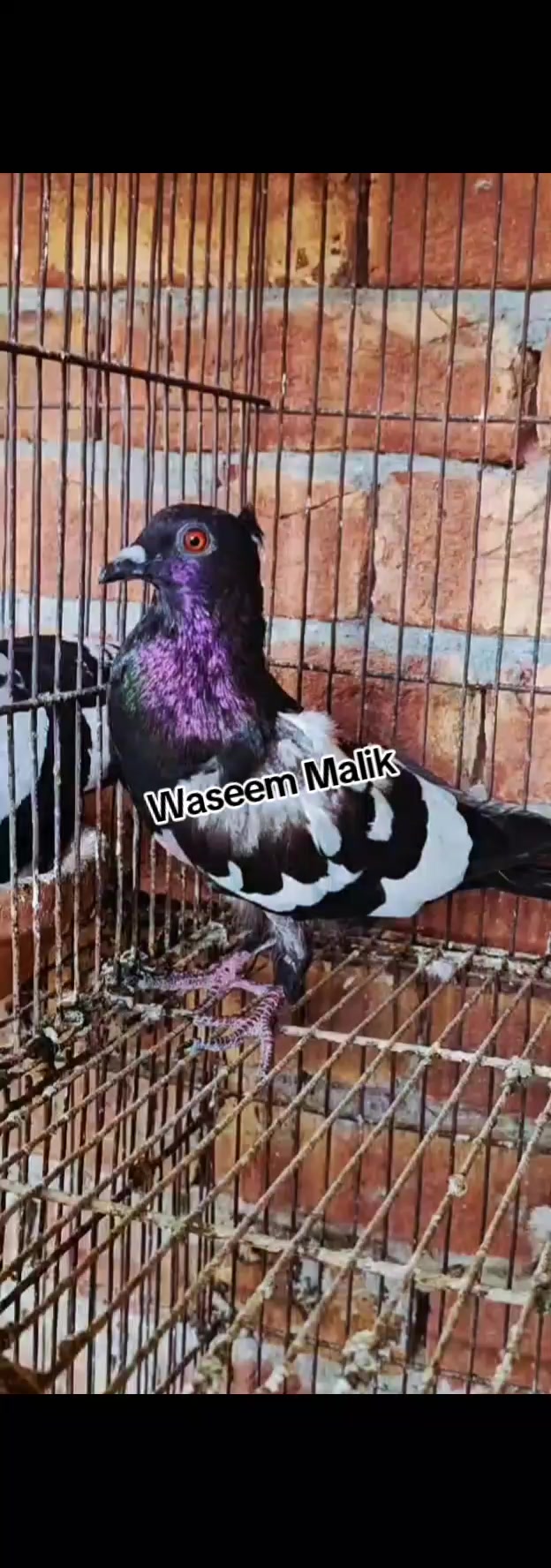 @waseem Malik