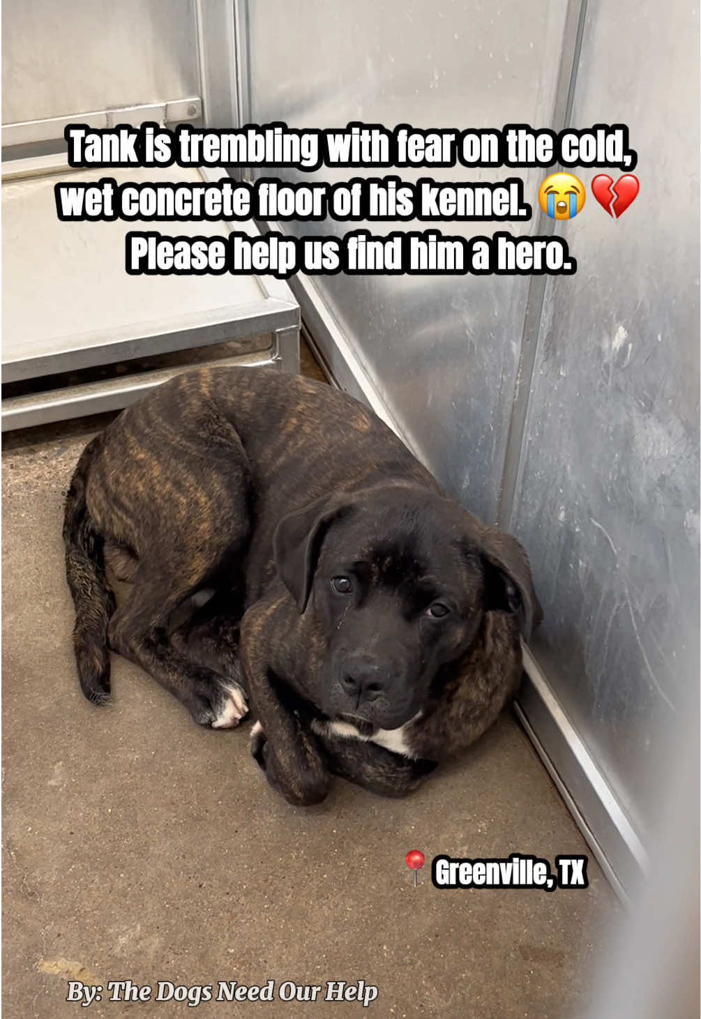 @The Dogs Need Our Help
