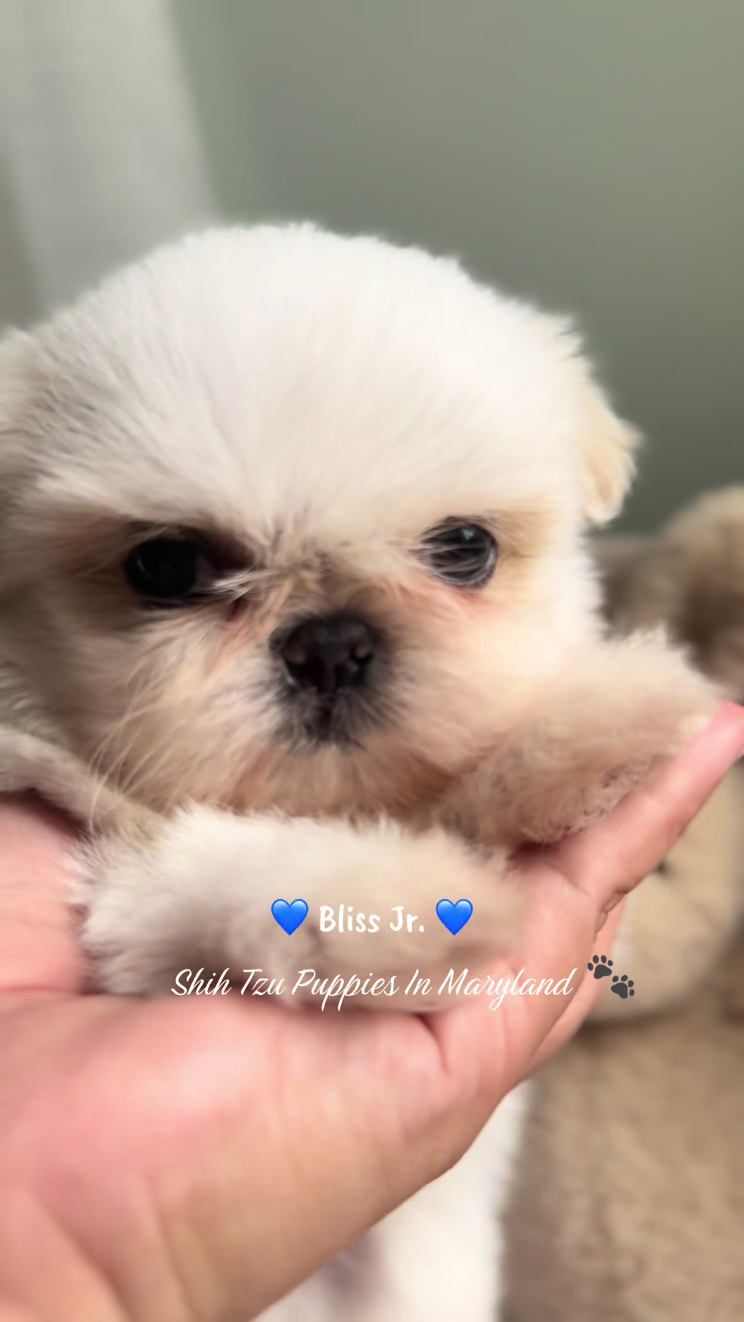 @Shih Tzu Puppies in Maryland