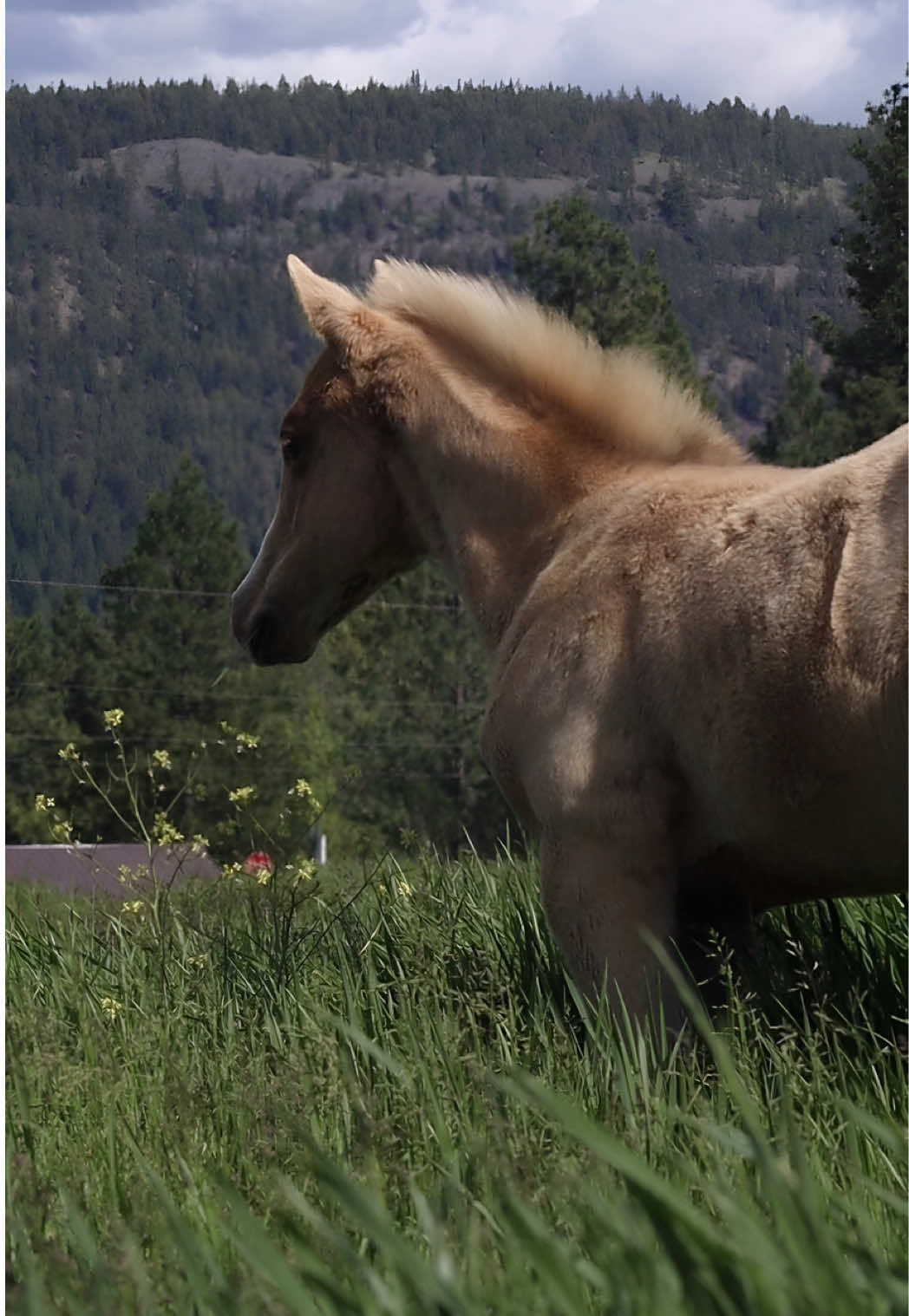 @Diamond W Barrel Horses 🇨🇦