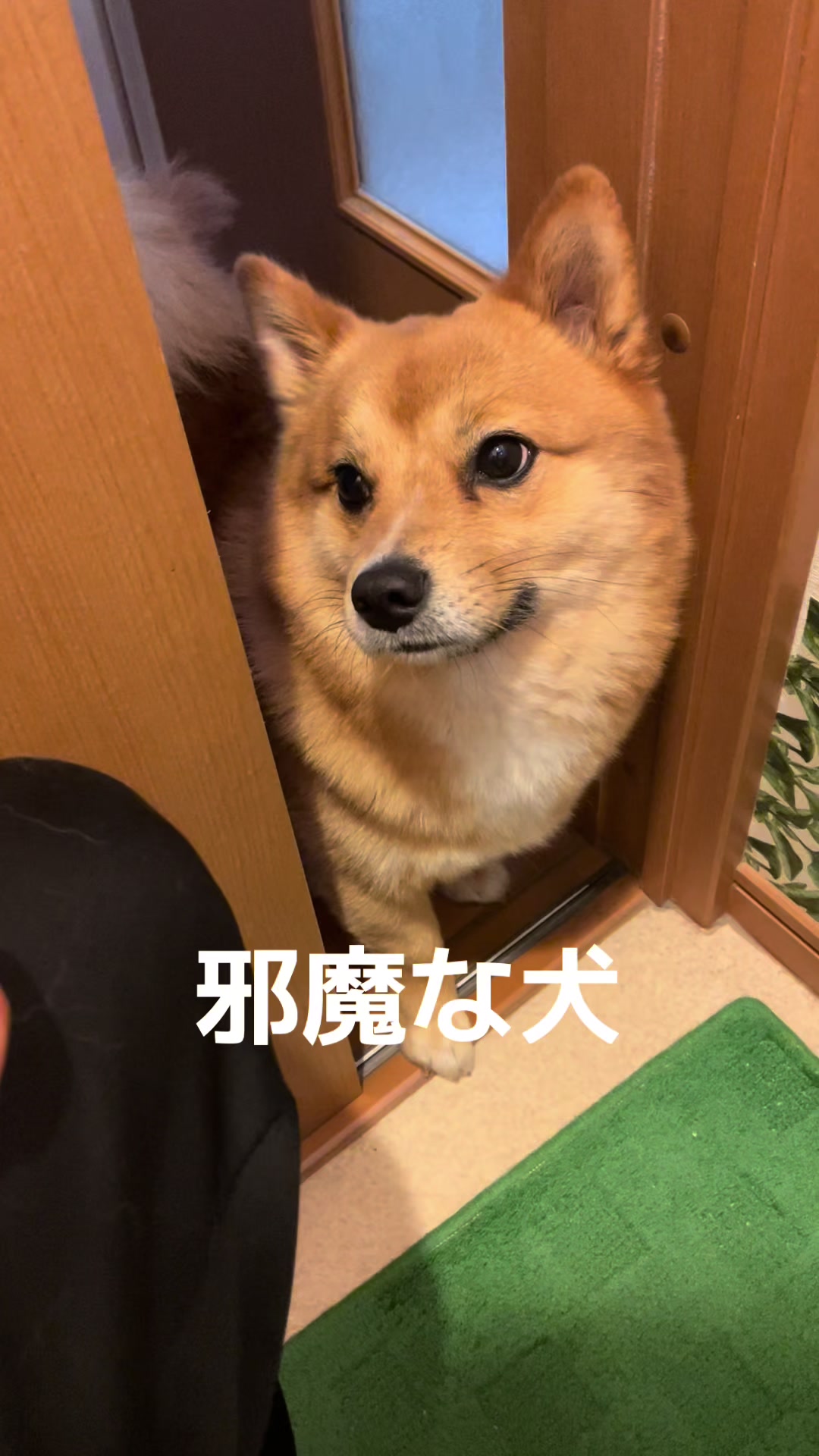 @ポメ柴もなか(もちゃ)୭