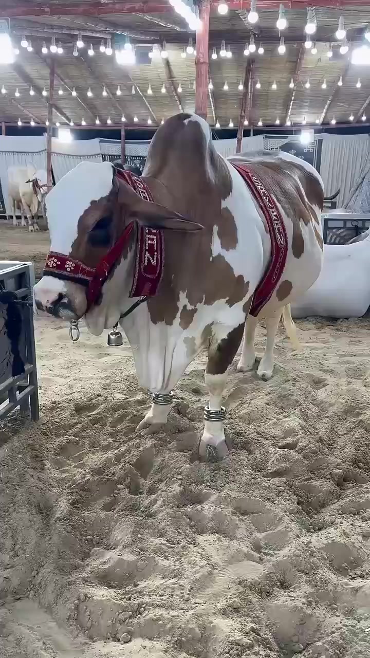 @Karachi Bull lovers
