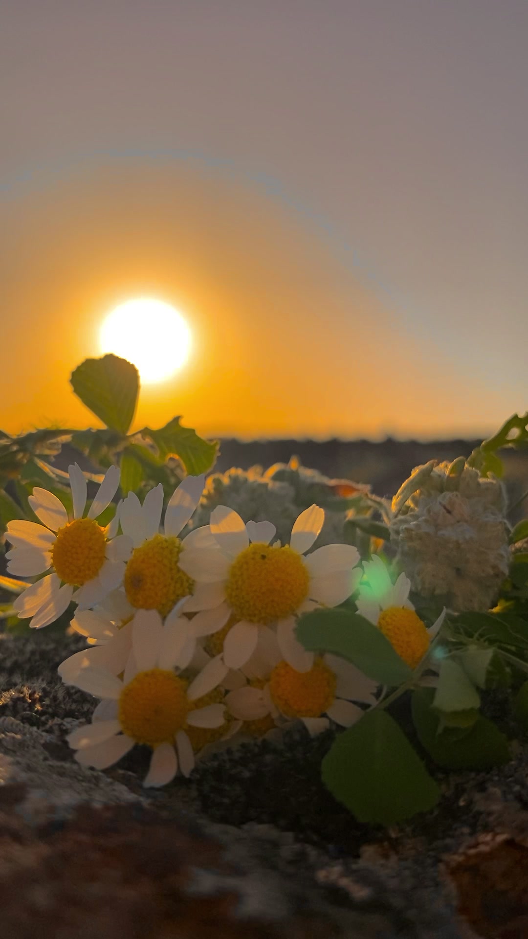 @ahmett_6334☀️