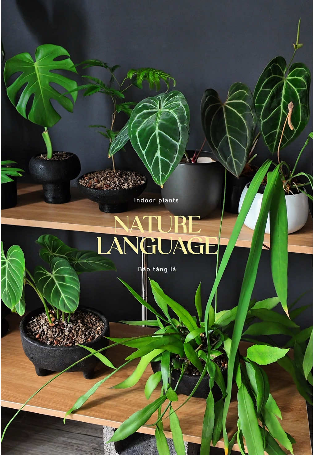 @Bảo t&agrave;ng L&aacute;