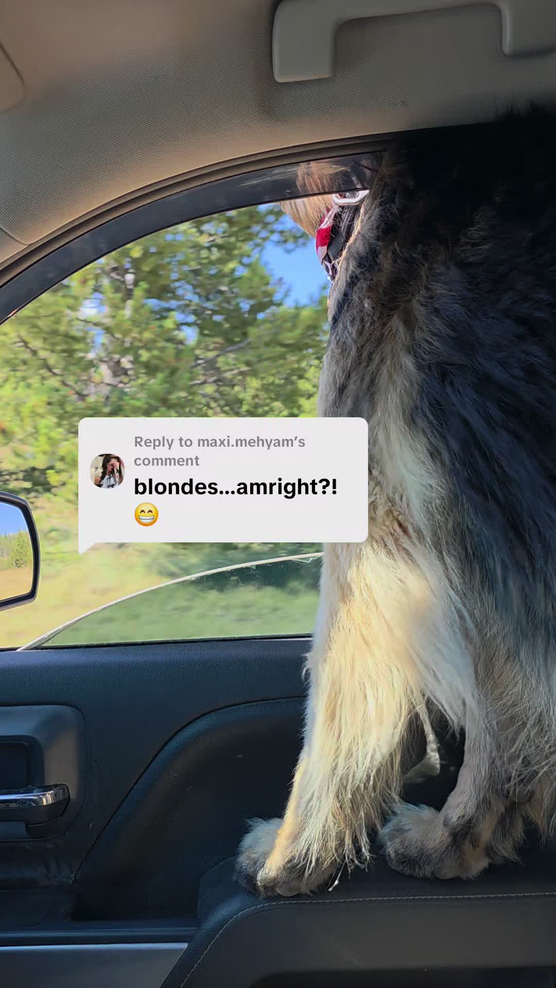 @Those_3_sheps