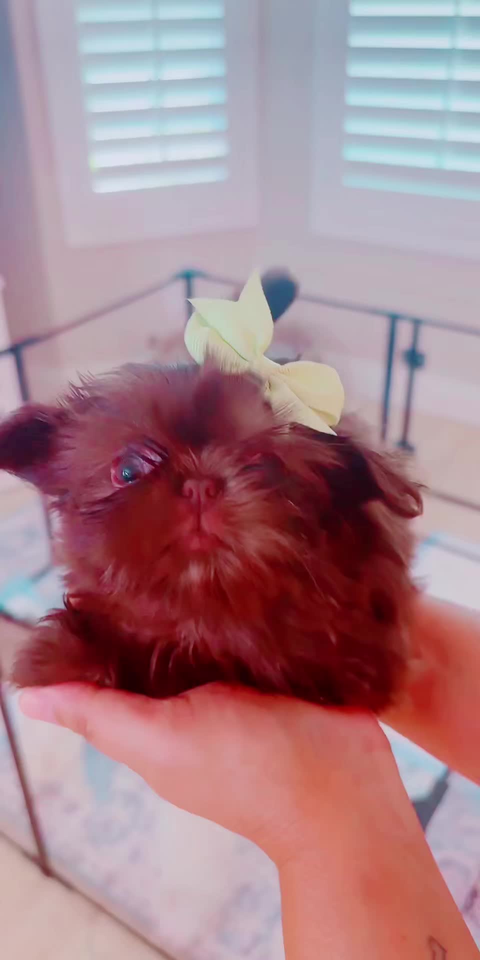 @SHIHTZU SOIR&Eacute;E