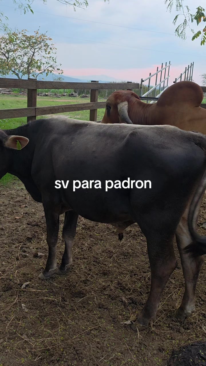 @Jose carlos sierra 😎
