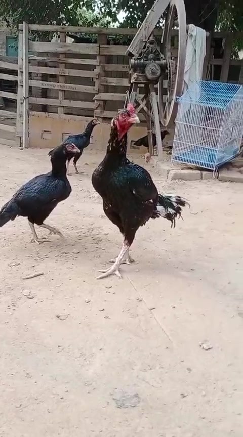 @TIKTOK SHAM