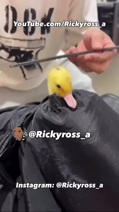 @Rickyross_a