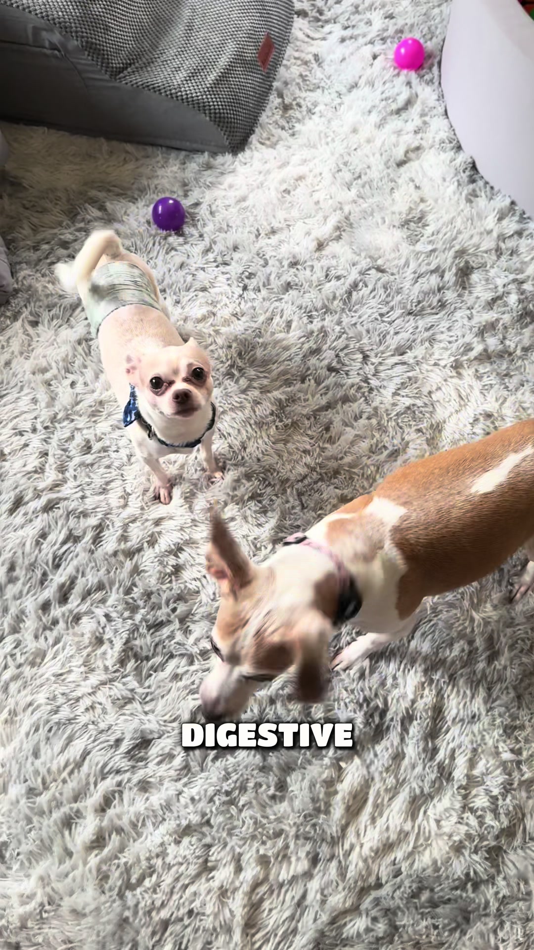 @Frankie the Chihuahua