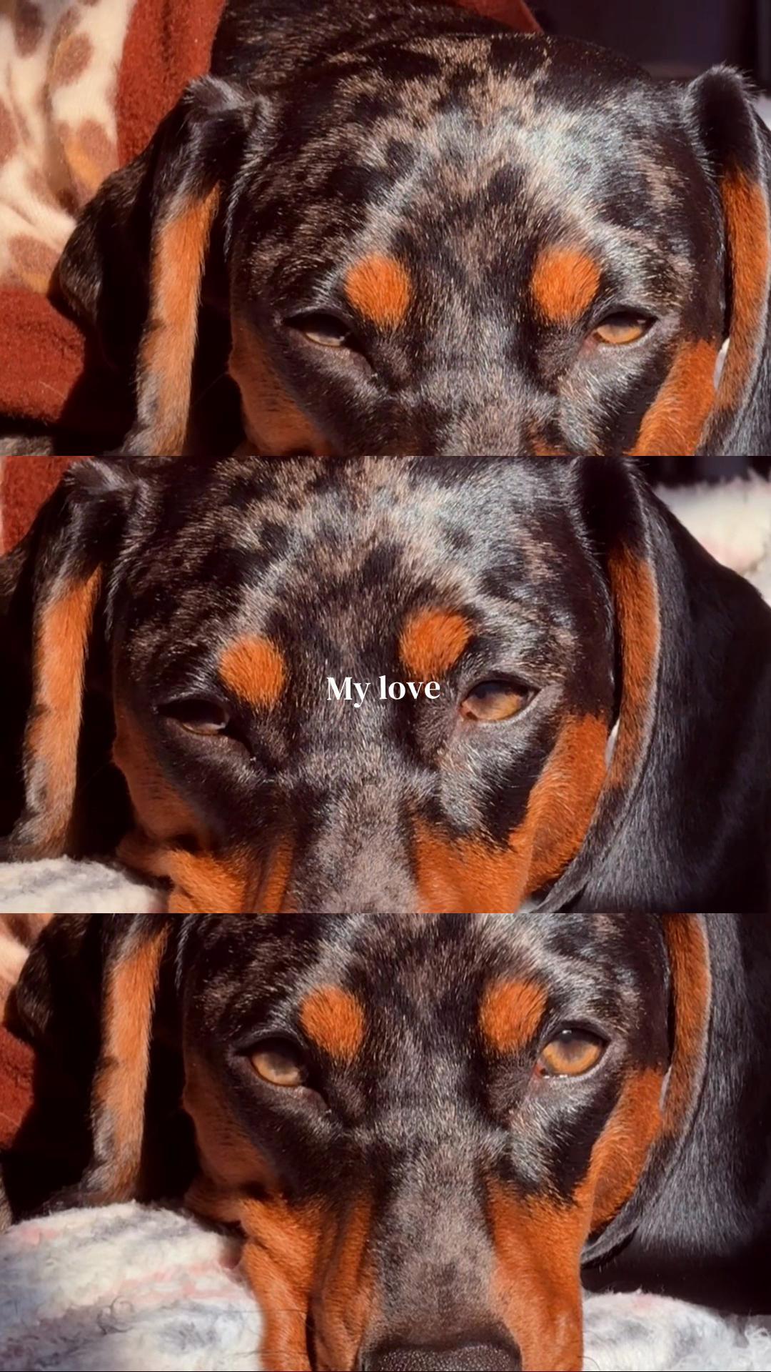 @𝑴𝒊𝒍𝒂 𝑴𝒊𝒍𝒂𝒏𝒆𝒔𝒂 🐾