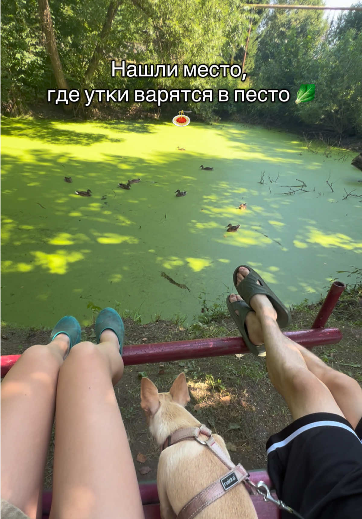 @svetic.story