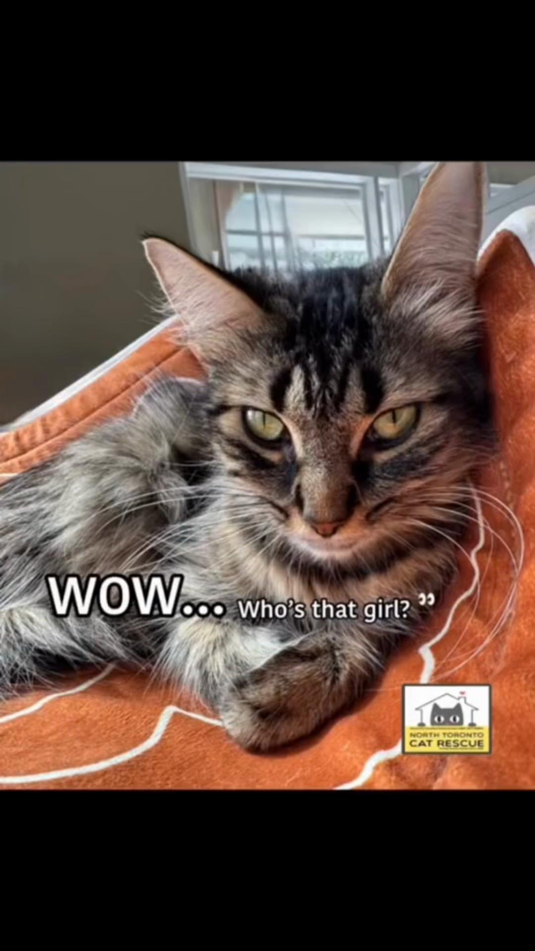 @North Toronto Cat Rescue