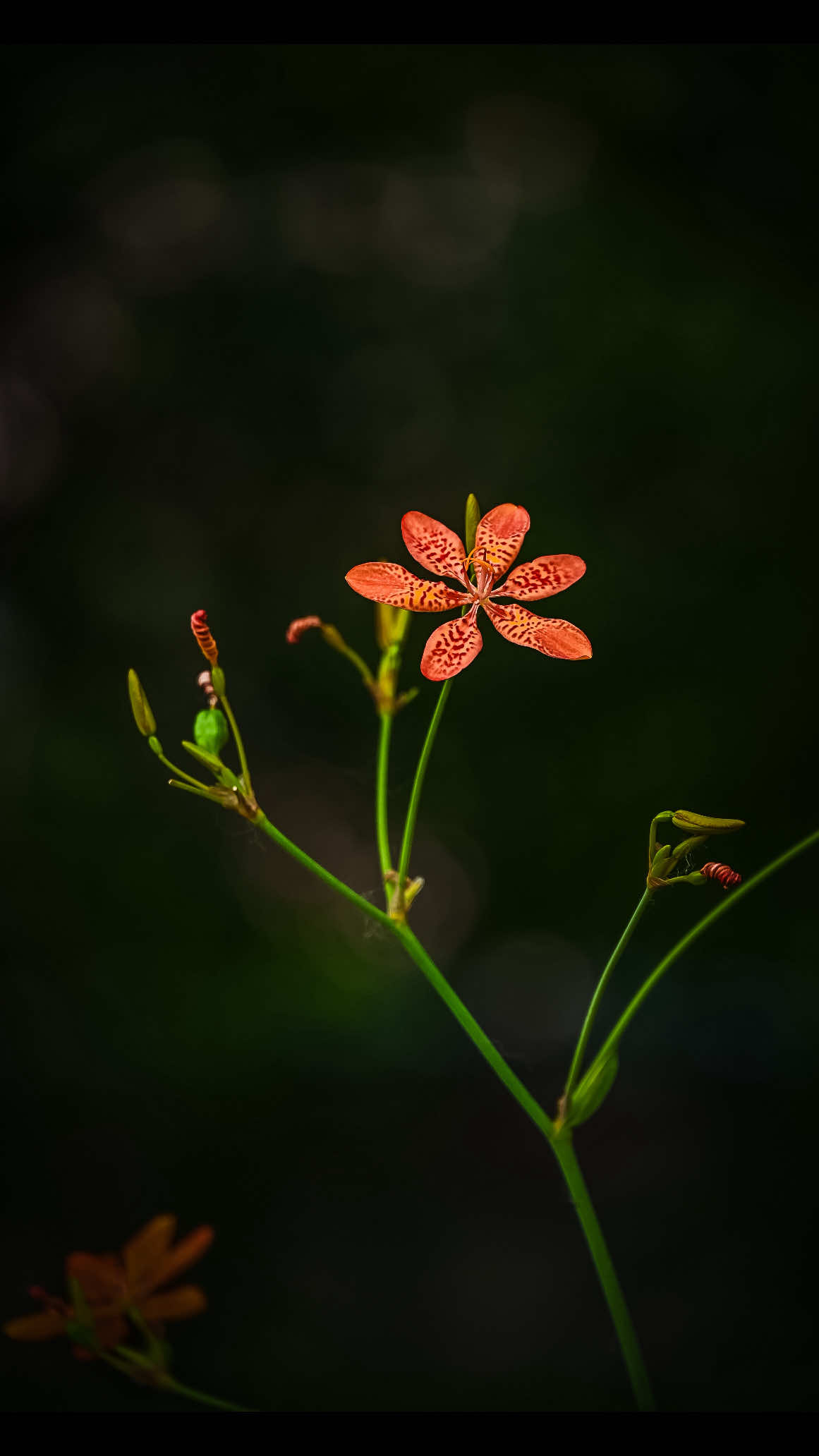 @𝑻𝒂̂𝒏 𝑻𝒉𝒊