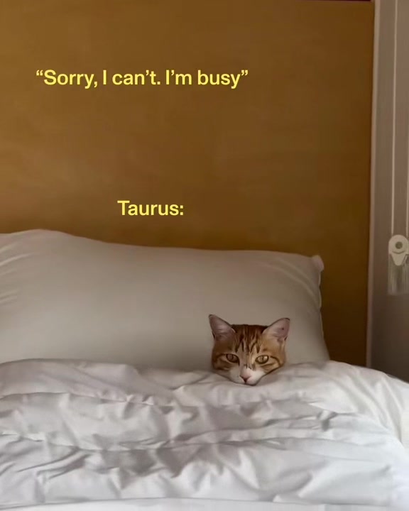 @StubbornTaurus