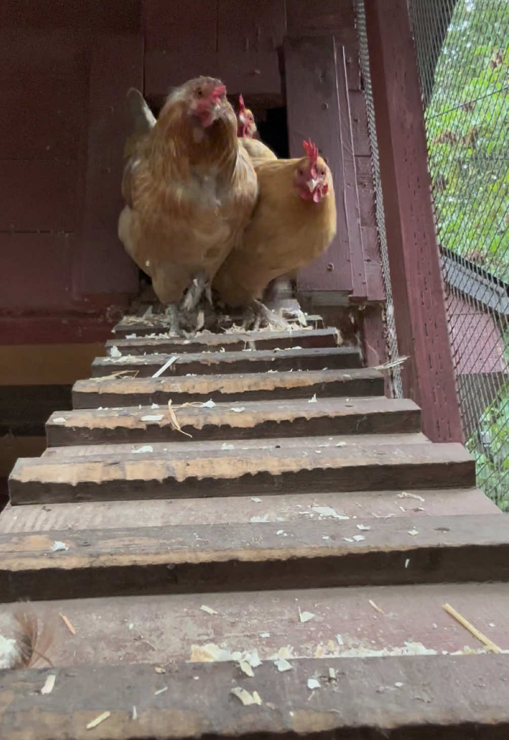 @FusterCluck Farm