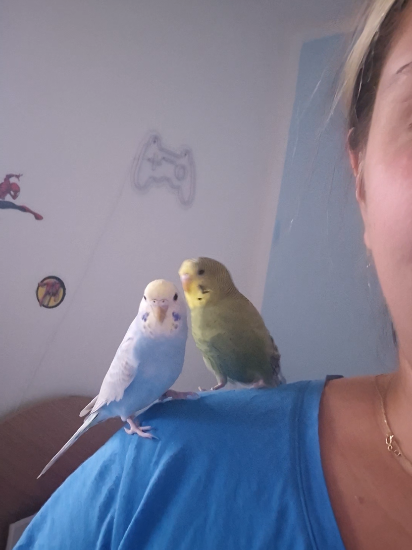 @My_Blog10