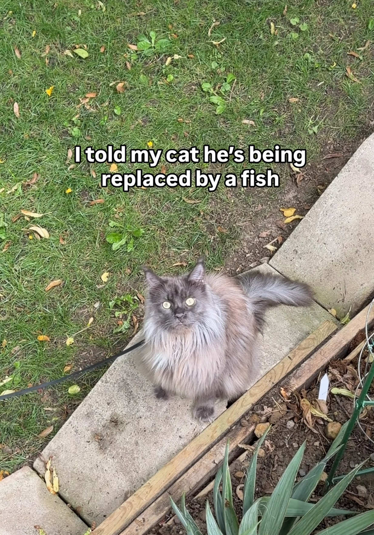 @Mugen the Maine Coon ๐จ๐ฆ