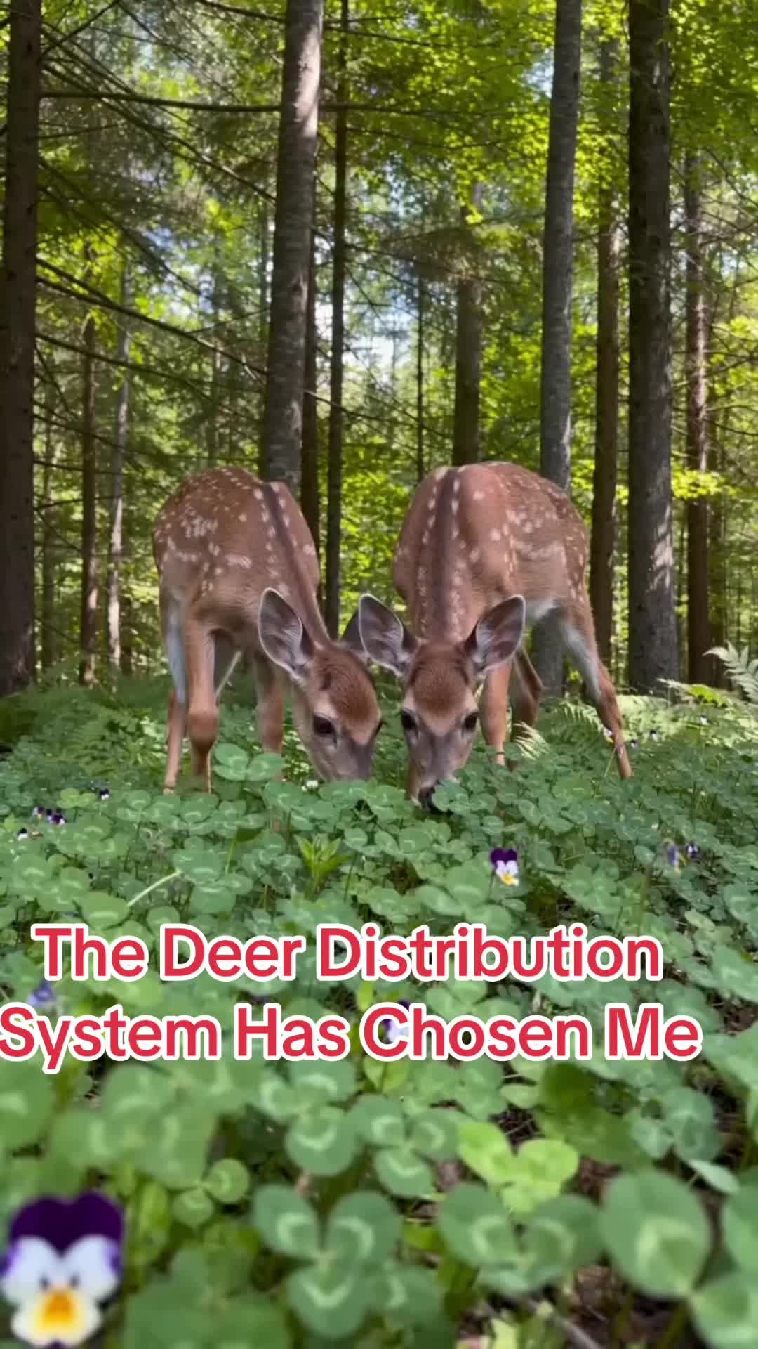 @Shar