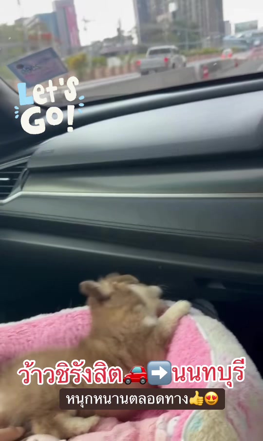 @Fb:Woww chihuahua