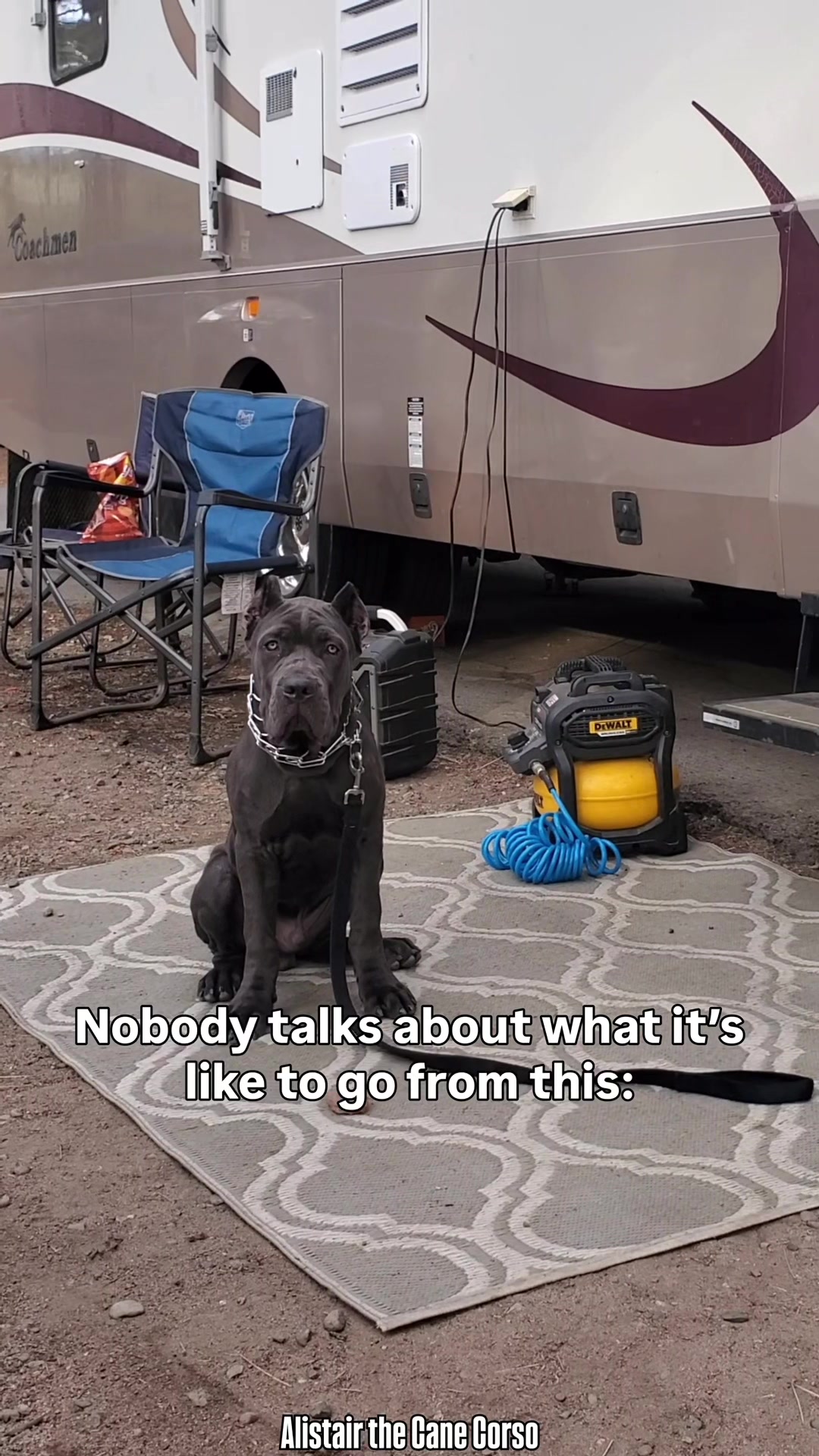 @Alistair the Cane Corso