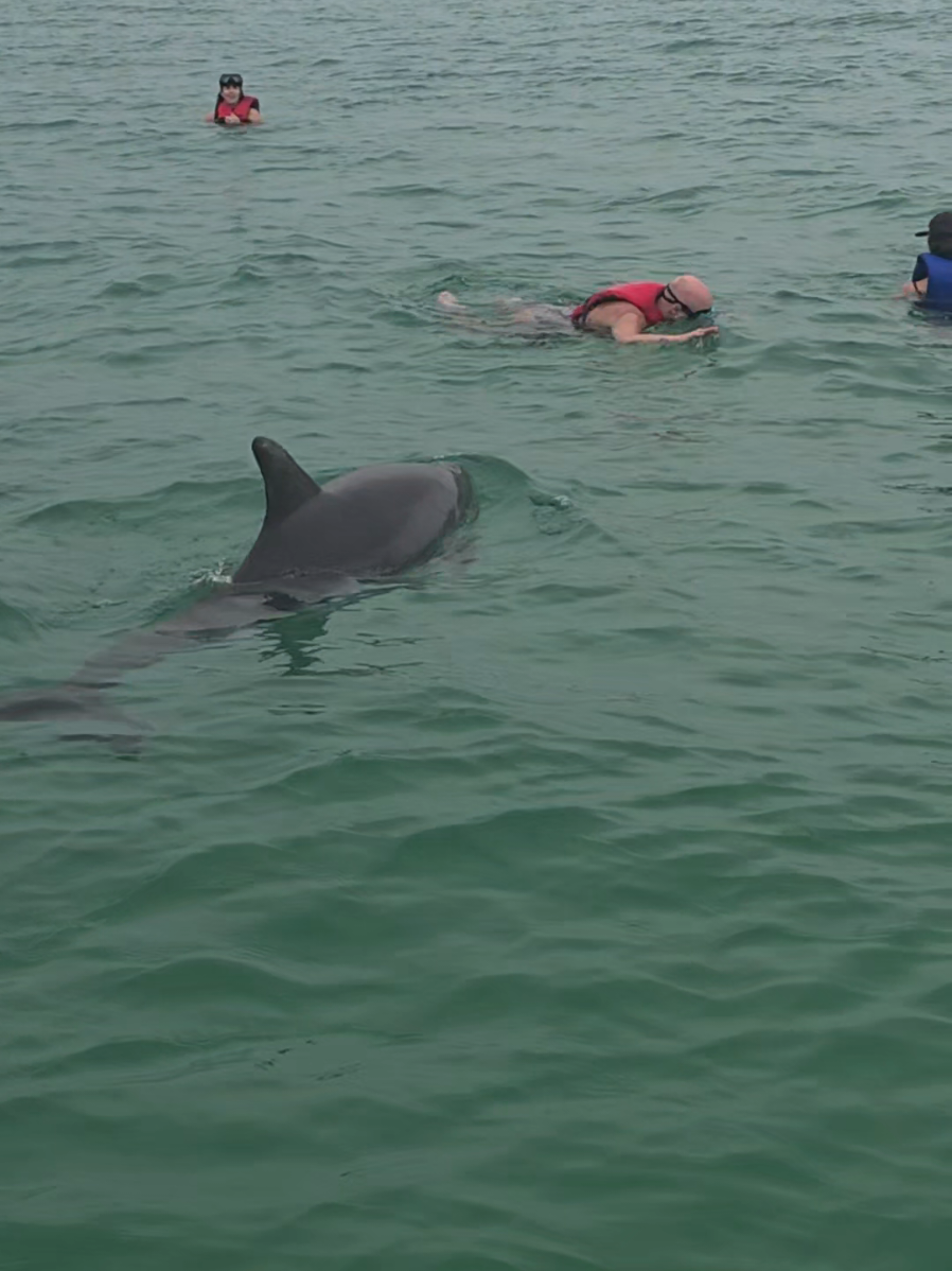 @Shell Island Dolphin Tours 🐬