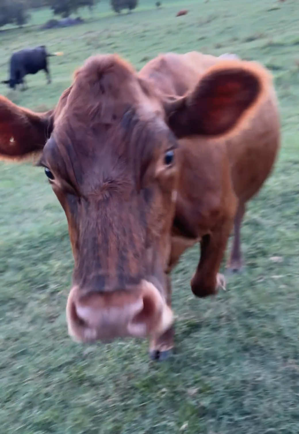 @Kristie_the_Pi🥉🐮❌