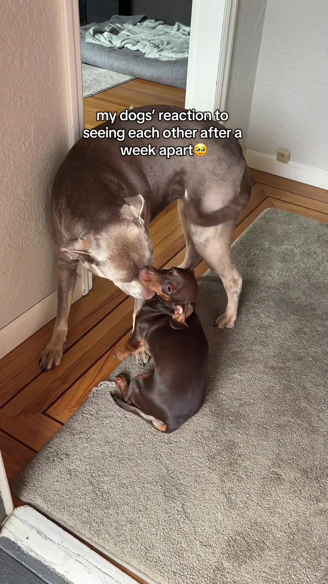 @rhubarb the doggo